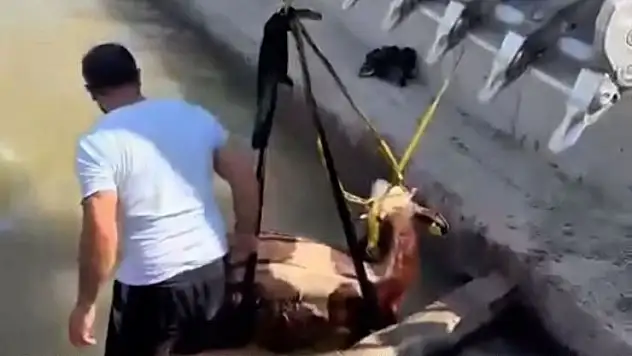 Iğdır'da kanala düşen inek kepçe ile kurtarıldı