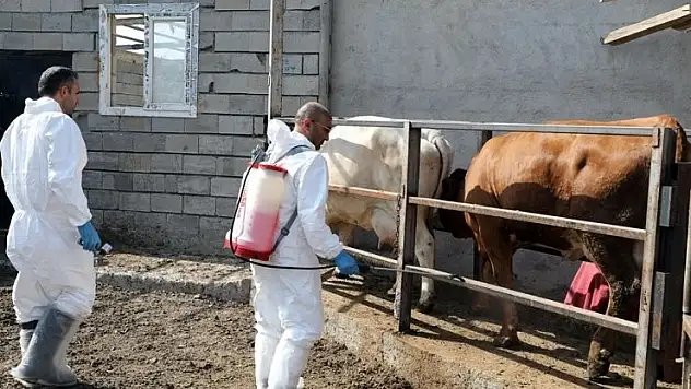 Iğdır'da şap hastalığıyla yapılan etkin mücadele üreticiyi mutlu etti