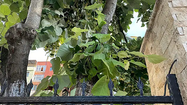 Ihlamur toplamak için çıktığı ağaçtan düşerek demir korkuluklara saplandı