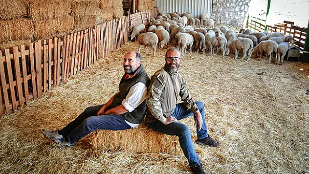 İki kardeş kariyerlerini bırakıp Konya'da kurdukları çiftlikte 800 hayvanlı sürünün sahibi oldular