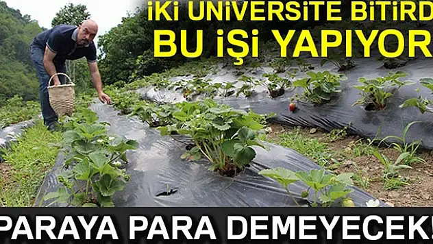 İki üniversite bitirdi organik çilek yetiştiriyor