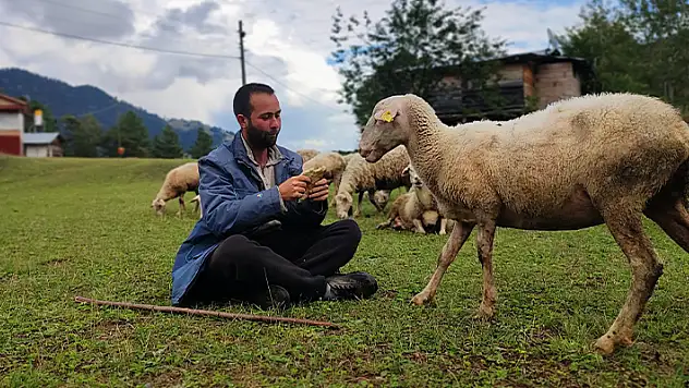 İki üniversite bitirip hayali kaymakamlık olan genç çobanlık yapmaya başladı
