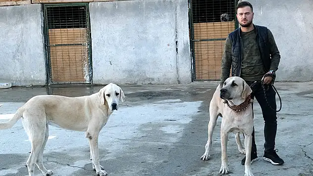 İkinci El Otomobil Fiyatına Kangal