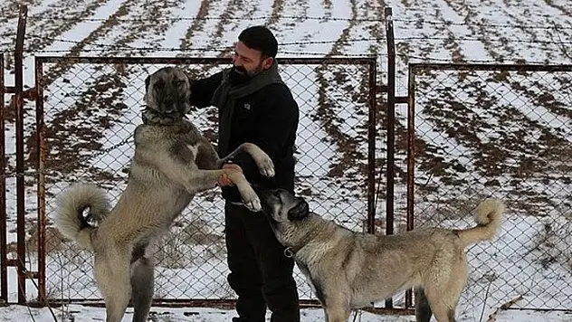 İklim değişikliği kangalları da etkiledi
