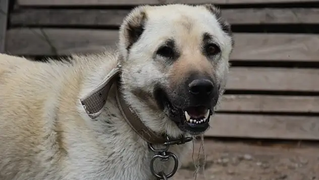 İklim değişikliği nedeniyle Kangal köpeği üretimi yüzde 50 düştü
