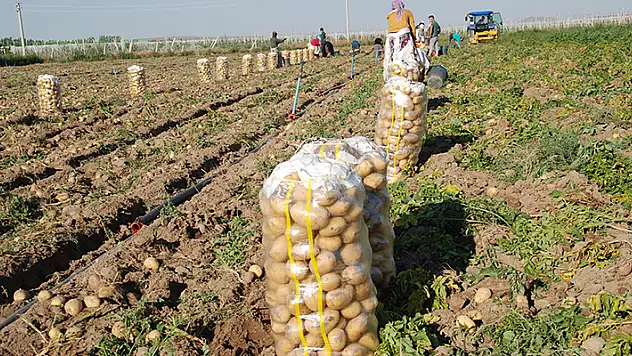 İklim değişti yazlık ve kışlık patates aynı dönemde hasat edilince fiyat 4 liraya düştü
