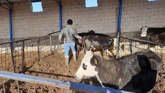 İlçelerde hayvan sağlığını korumak için şap aşılaması devam ediyor