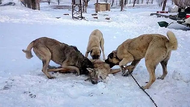 İlçeye inen kurdu Kangal köpekleri boğdu