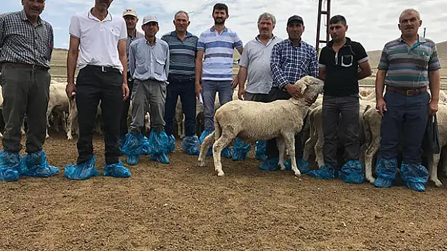 Ilgın'da damızlık koç dağıtıldı