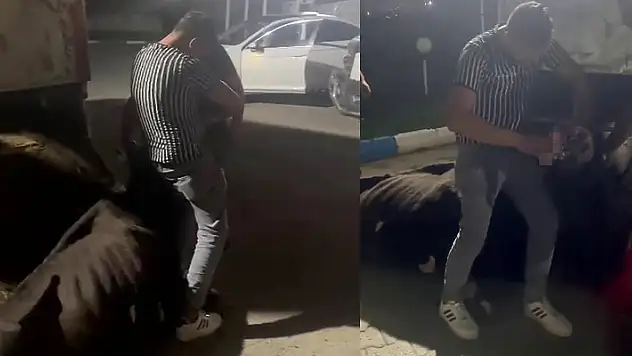 İneğe zorla alkol içirdiler!