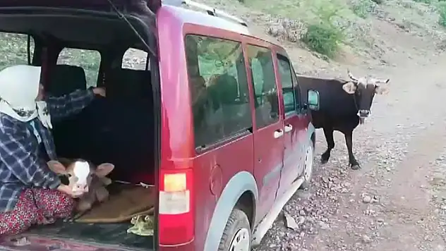 İnek sürüsü buzağı için yol kesti, o anlar kamerada

