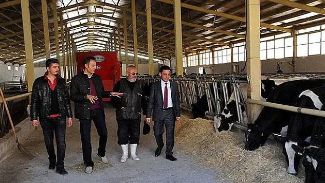 İneklere uygulanan müzikli terapi süt verimini arttırıyor