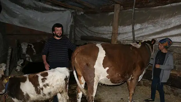 İneklerinin 4 ay başkasının üzerine kayıtlı olduğunu öğrenince şoke oldu
