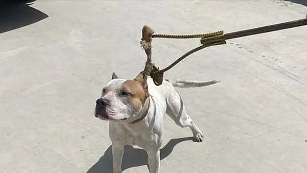 İngiltere'de 'American Bully XL' cinsi köpekler yasaklanacak
