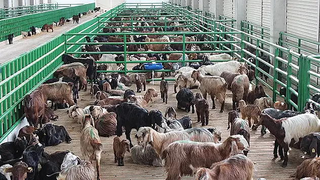 IPARD destekleriyle kırsalda 12 yılda 98 milyar liralık yatırım hayata geçirildi

