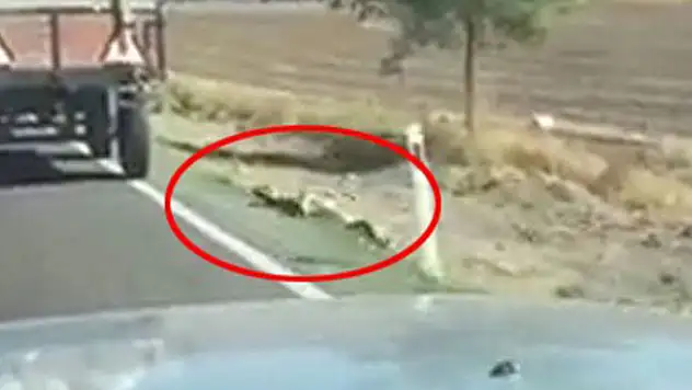 İple römorka bağlanan köpek metrelerce sürüklendi