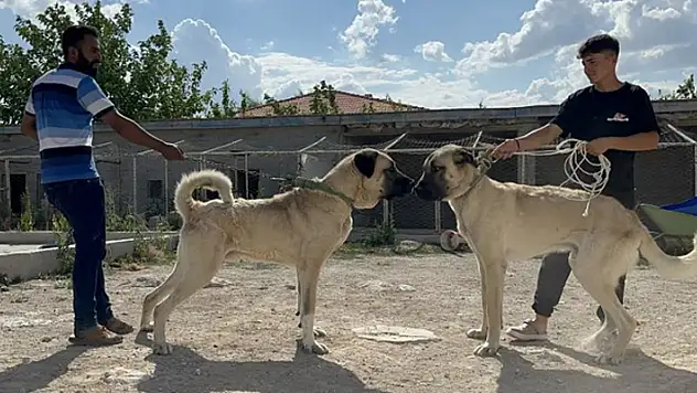 İri cüssesiyle nam salan Aksaray Malaklısı insan boyunu geçiyor
