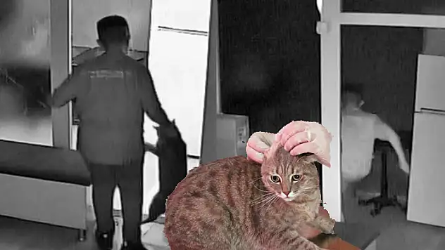 İşe yeni başlayan çırak, kuaförün kedisini dakikalarca tekme ve yumruklarla darp etti!