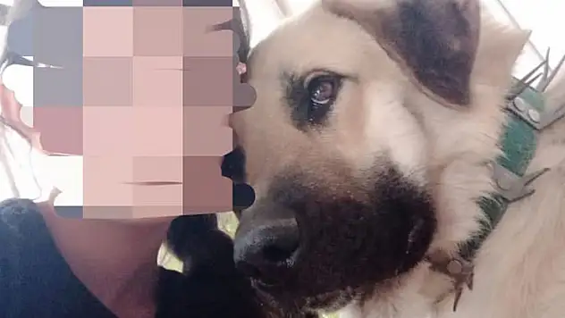 Isırdığını iddia ettiği köpeği silahla vurdu, sahipleri şikayetçi oldu