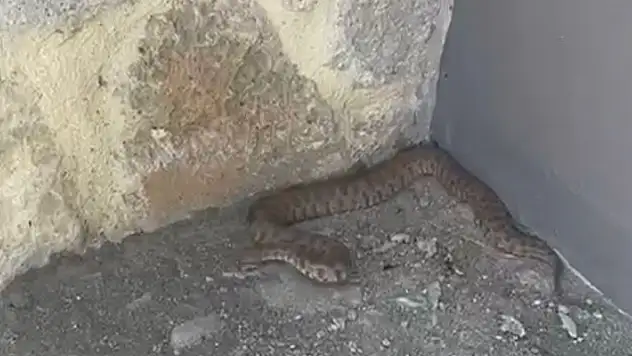 Isırığı bir insanı öldürmeye yetiyor: 2 metrelik engerek yılanı görüntülendi
