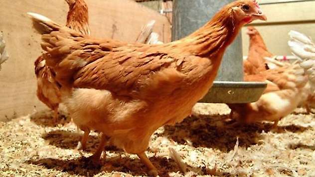 İskoçyalı uzmanlar 'kanser ilaçları yumurtlayan' tavuk yetiştirdi