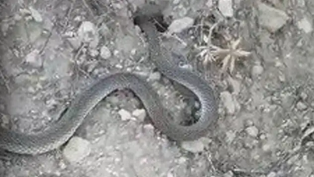 Isparta'da vatandaşın yılanla sohbeti gülümsetti: Yanlış yere gidiyon, tutam mı kuyruğundan?
