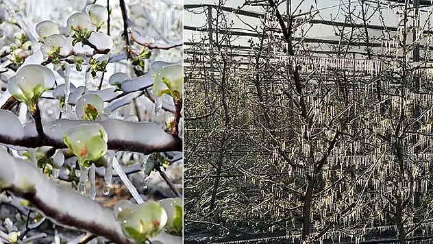 Isparta'da 'zirai don' etkisi elma, gül, kiraz ve kayısıda kayıp büyük