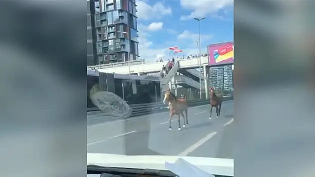 İstanbul Bakırköy'de kara yoluna giren başıboş atlar, trafiğin aksamasına neden oldu
