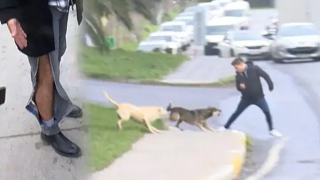 İstanbul'da başıboş köpekler yoldan geçenlere saldırdı
