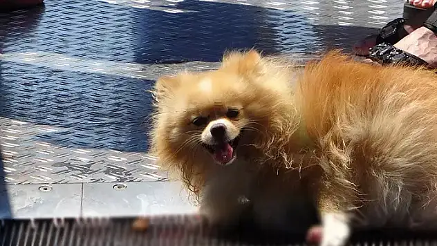 İstanbul'da  bir köpeğin arka ayakları yürüyen merdivene sıkıştı, uzun uğraşlar sonunda kurtarıldı