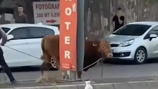 İstanbul'da mahalleyi karıştıran kurbanlık! Sahibinin kolu kırıldı, kurbanlık ise...

