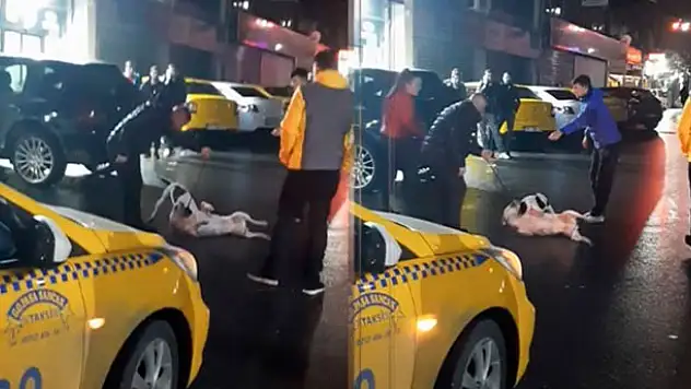 İstanbul'da pitbull dehşeti kamerada