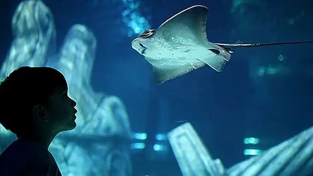 İstanbul Sea Life Akvaryumu açıldı