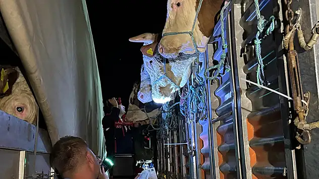 İstanbul'a kurbanlık hayvan girişleri başladı