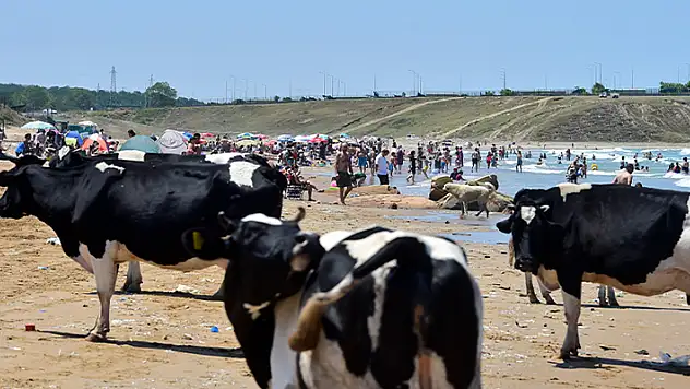 İstanbul'da sıcaktan bunalan inekler, vatandaşlarla aynı plajda serinledi