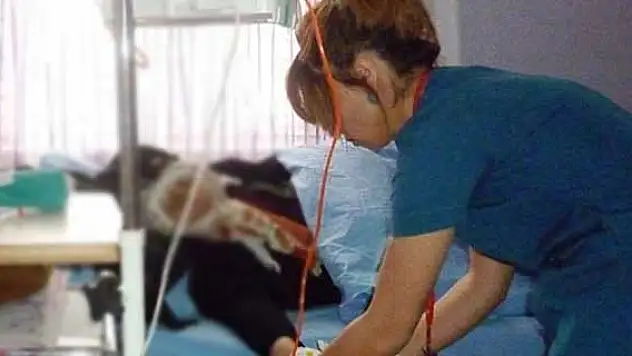 İşte Türkiye'de yılda kansere yakalananların sayısı