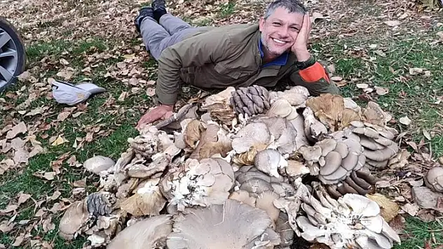 İstiridye mantarları görenleri şaşırttı