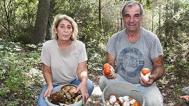 Istranca Ormanları'nda mantar bereketi Avrupa ülkelerine ihraç ediliyor
