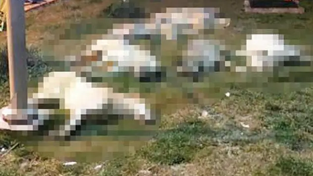 İsyan ettiren olayla ilgili düğmeye basıldı