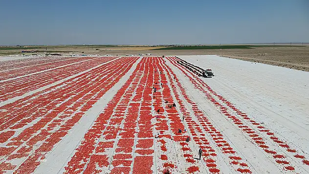 İtalyan spagettisinin sosu Konya'da kurutulan Türk domatesinden yapılıyor