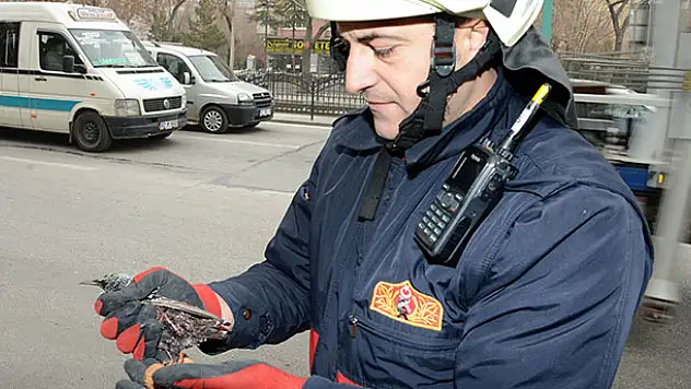 İtfaiyeden yaralı kuş kurtarma operasyonu