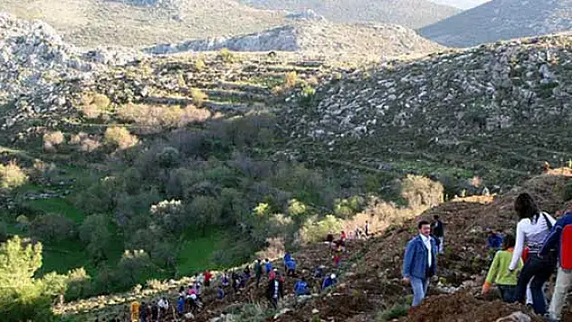 İzmir'de 96 bin sakız fidanı yeşerecek