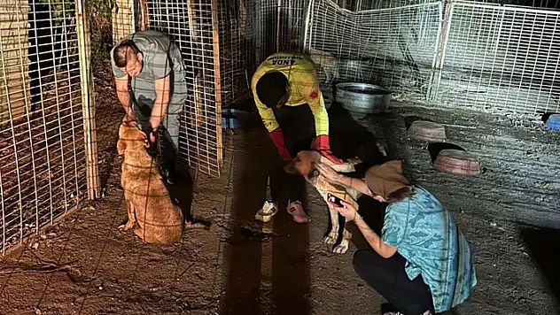 İzmir'de yangın nedeniyle 335 hayvan koruma altına alındı
