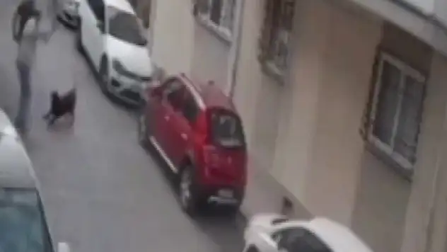 İzmir'de köpeğe kemerli şiddet