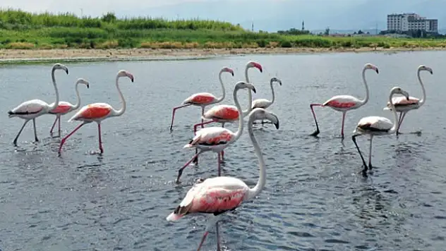 İzmit Körfezi'nde flamingoların dansı