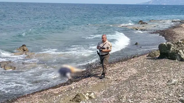 Jandarma Datça sahilinde ceset topluyor