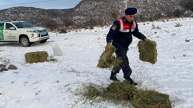 Jandarma, karlı dağlarda yaban ve sokak hayvanlarını yalnız bırakmıyor
