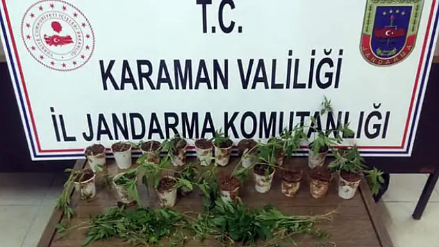 Jandarma ormanlık alana ekilmiş kenevir ele geçirdi