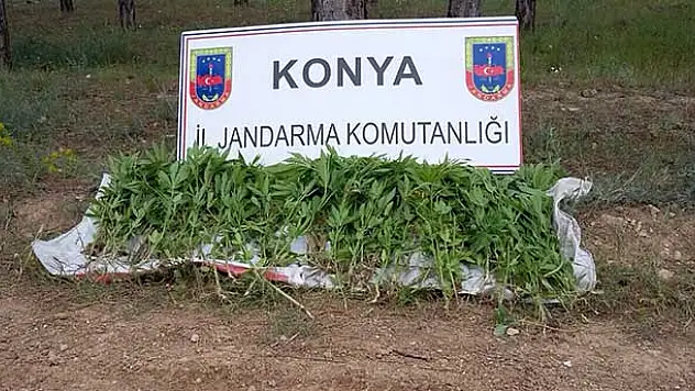 Jandarmadan seraya kenevir baskını