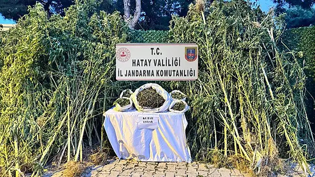 Jandarma'dan uyuşturucu operasyonu: 36 şahıs hakkında yasal işlem yapıldı
